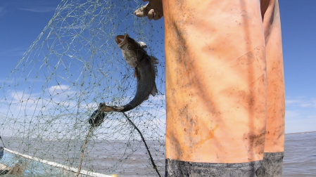 Acusan a México de rendirse ante cárteles por reducción de polígonos de protección de vaquita marina