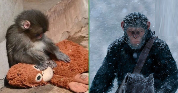 Prevén que monito Punch será en el futuro el líder del Planeta de los Simios