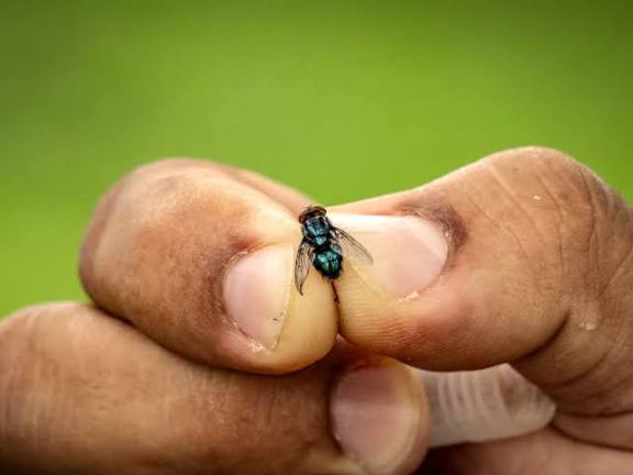 Previene UGRS posibles casos de gusano barrenador con moscas estériles