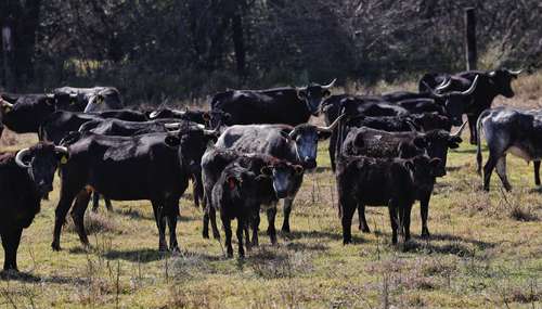 Prohibir corridas significará la extinción del toro de lidia, advierten