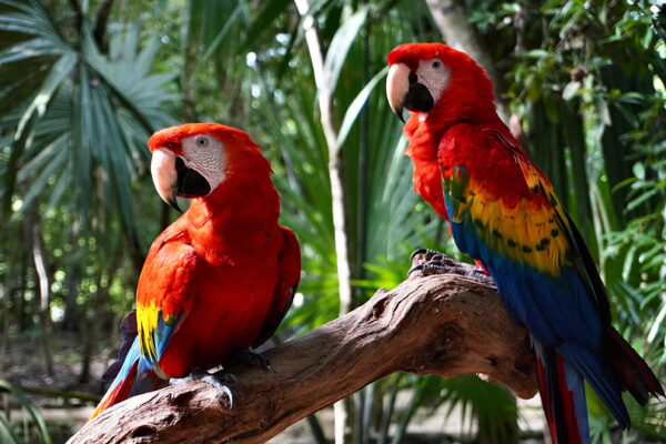 Royal Caribbean reescribe el ordenamiento municipal de Mahahual