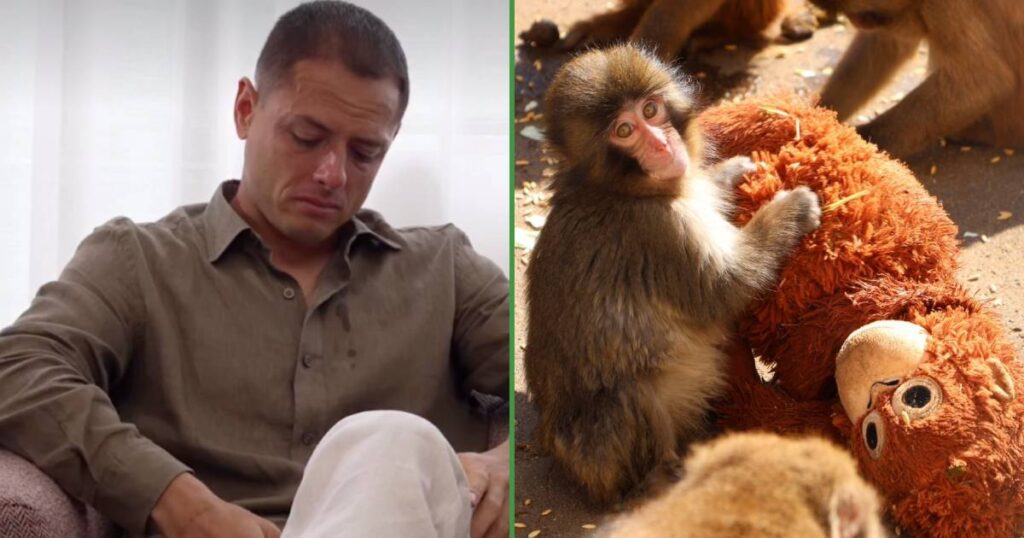 Se acabó el show, señores: Chicharito publicó algo del monito “Punch” y hasta se puso a chillar