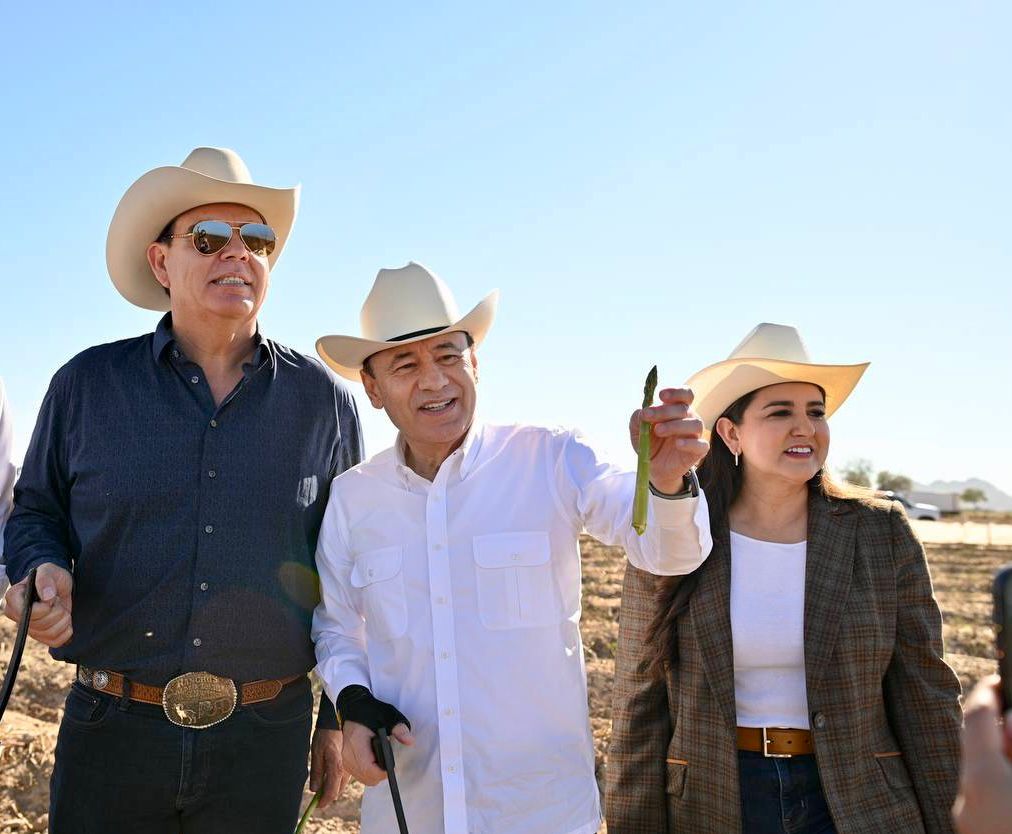 Sonora consolida liderazgo nacional en producción de espárrago