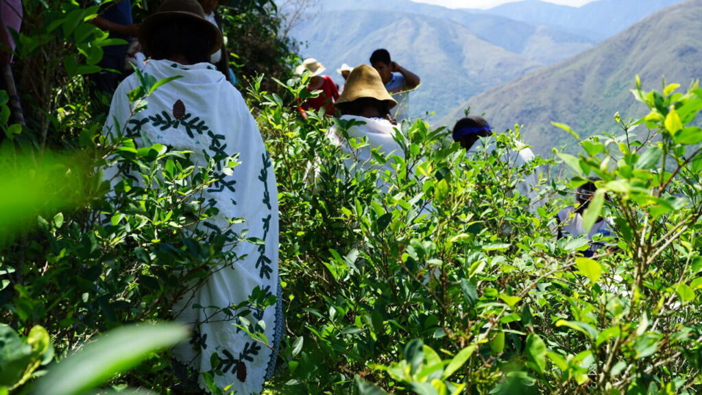 Bolivia reinicia su plan para erradicar la hoja de coca y busca respaldo de la DEA