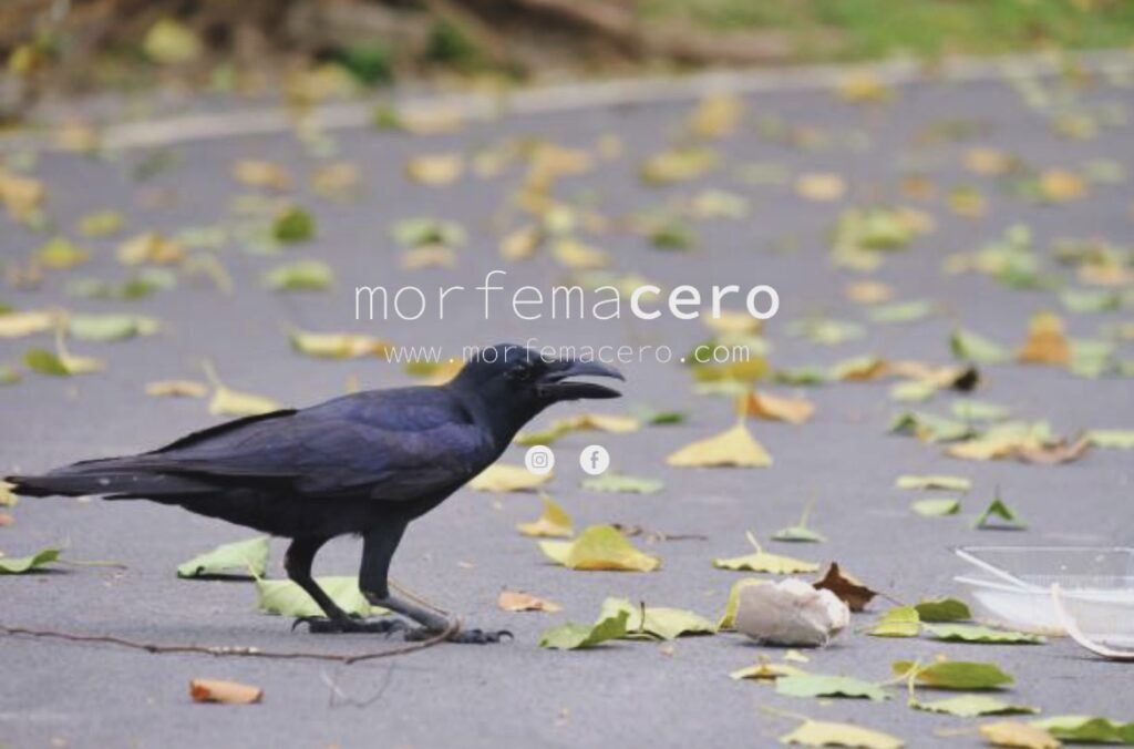 Cioran en Tlacuitapa