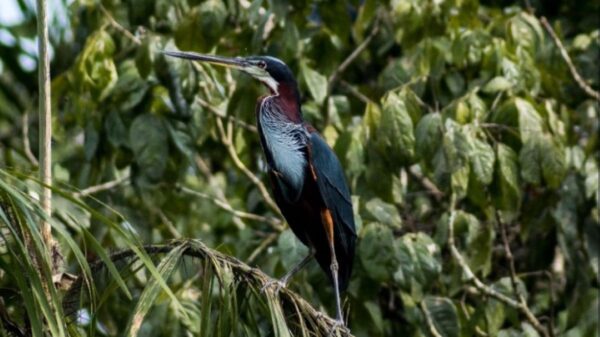 Declive de aves en bosques tropicales de América preocupa a investigadores