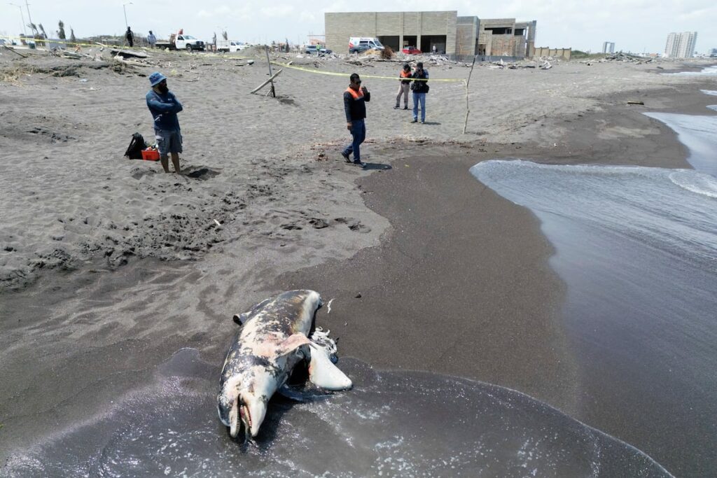 El derrame del Golfo golpea la cuna petrolera mexicana en pleno viraje de la política energética