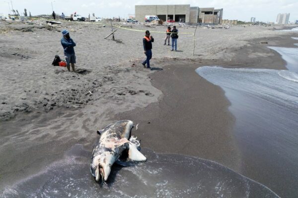 El derrame del Golfo golpea la cuna petrolera mexicana en pleno viraje de la política energética