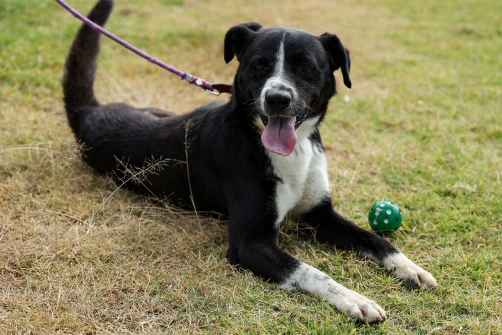 En busca de hogar: 49 lomitos a la espera de familia