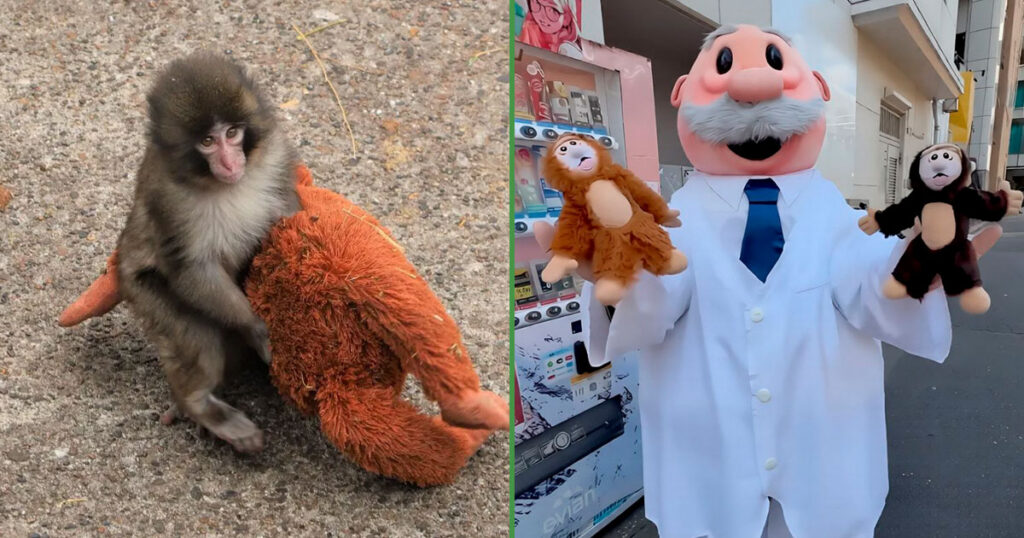 Ese no lo aviento: Dr. Simi lanza peluche con la imagen del monito Punch