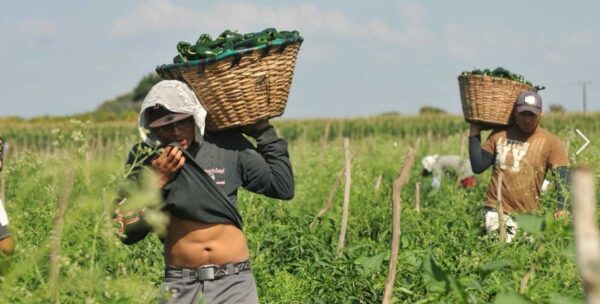 Jornaleros agrícolas: motor del campo mexicano con pendientes en derechos
