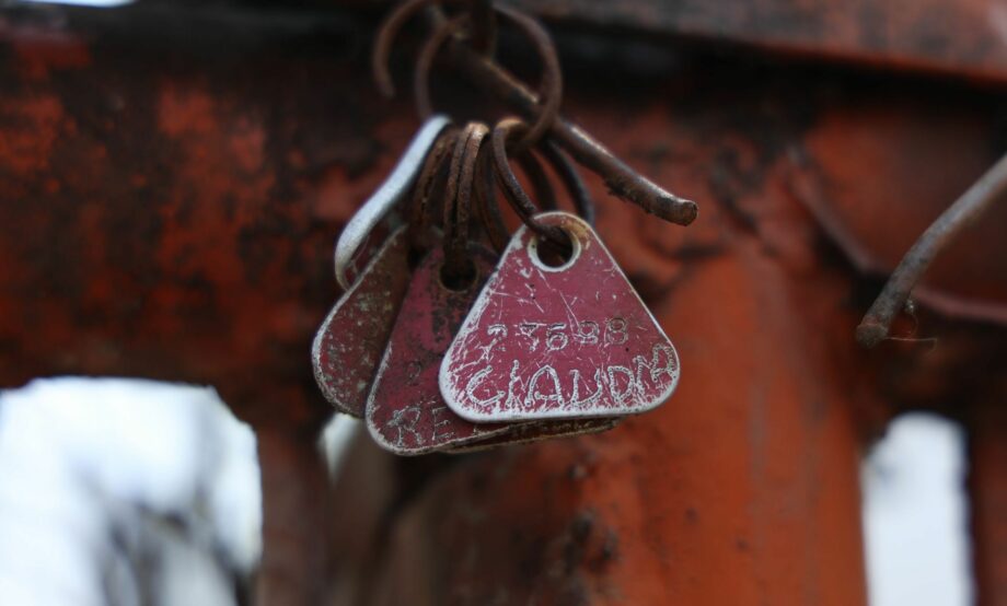 Mueren 34 perros rescatados del Refugio Franciscano