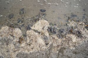 Playas del Golfo de México, listas para los vacacionistas