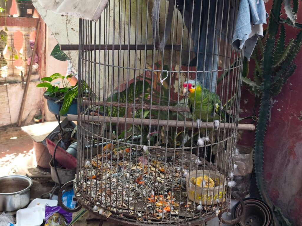 Profepa ejecuta operativo contra el tráfico ilegal de vida silvestre