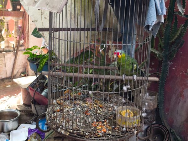 Profepa ejecuta operativo contra el tráfico ilegal de vida silvestre