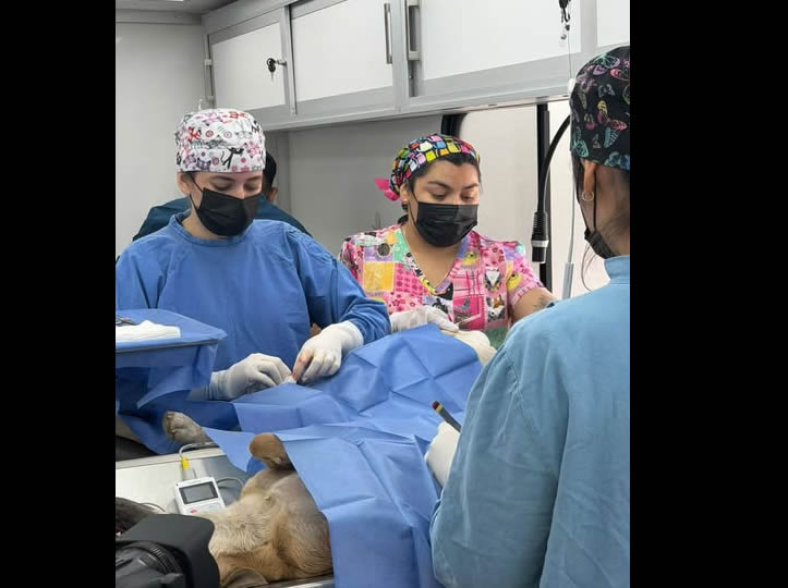 Brinda CEDES servicios de bienestar animal y ambiental en Agua Prieta