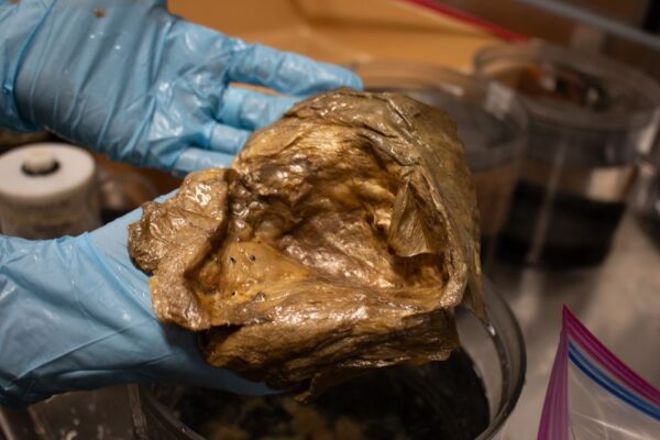 El 'huevo de oro' del fondo del océano resultó ser parte de uno de los animales más misteriosos del mundo