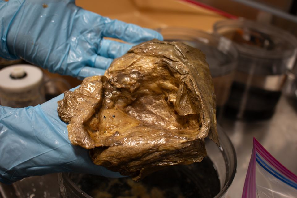 El 'huevo de oro' del fondo del océano resultó ser parte de uno de los animales más misteriosos del mundo