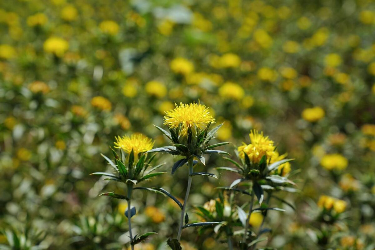 Gobierno de Sonora impulsa reconversión productiva con siembra histórica de cártamo