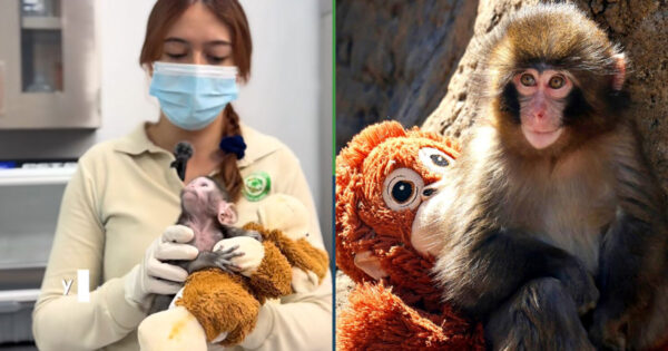 Habemus “Punch mexicano”: zoológico en Guadalajara presenta monito con peluche