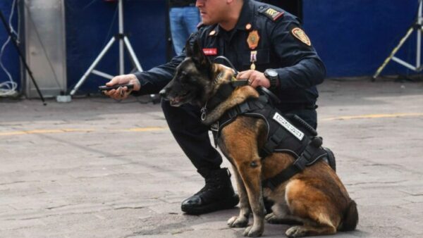 PBI incorpora más binomios caninos de cara al Mundial 2026