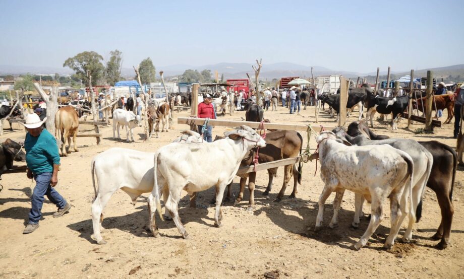 Refuerzan combate contra gusano barrenador