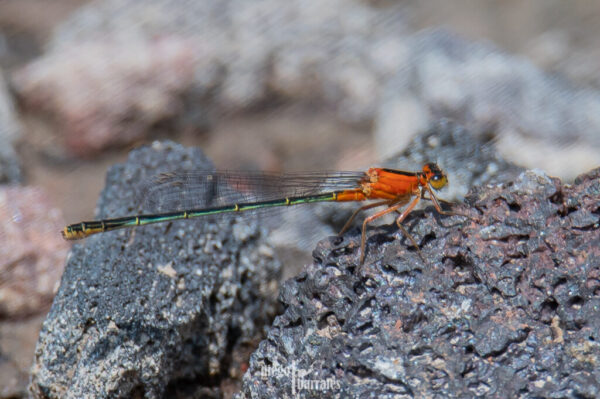 Un santuario oculto: 39 mil aves sobreviven en Texcoco