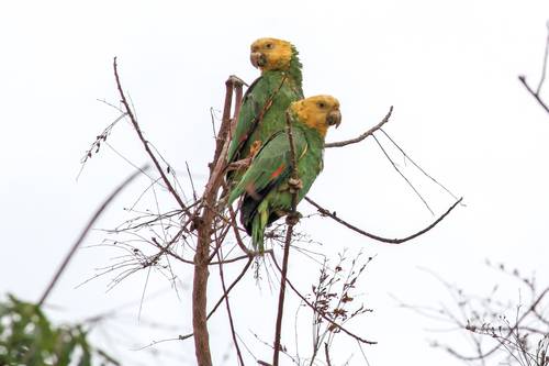 Advierte Profepa sobre la compra irresponsable de fauna exótica