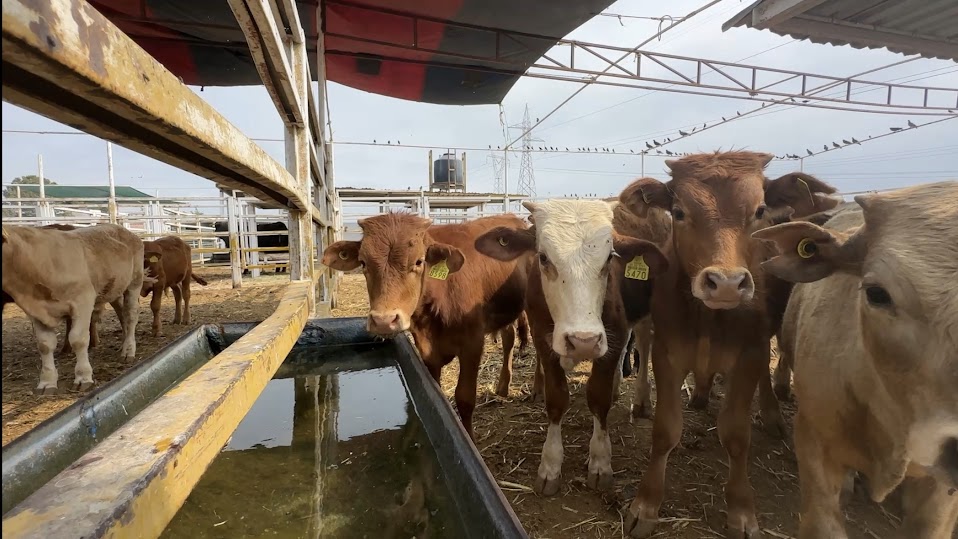 Aseguran control sanitario contra gusano barrenador en Sonora