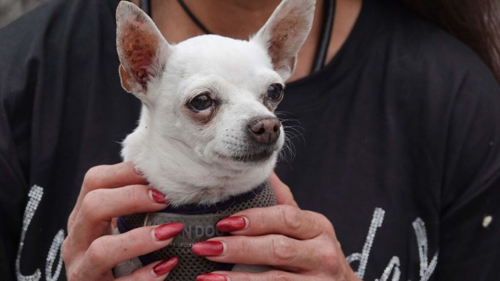 Avalan acceso de animales de compañía a establecimientos