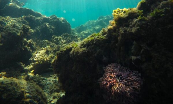 Estudian actividad sísmica en fondo marino de Oaxaca