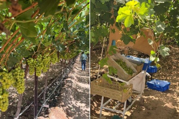 La uva mexicana de Sonora arranca con dos semanas de adelanto y volúmenes a la baja