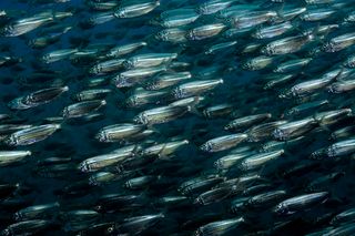 Los salmones en cocaína nadan mucho más lejos... y eso es un problema real