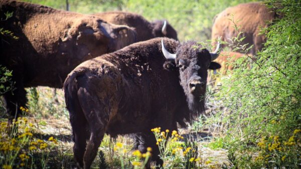 Nacen crías de bisontes en México