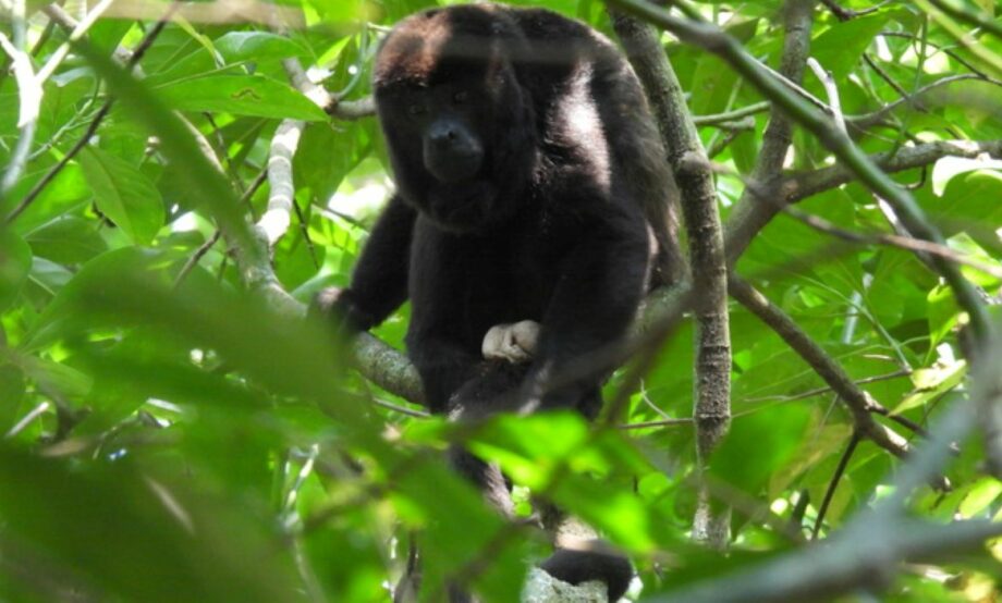 Reintroducen 30 monos aulladores en Veracruz