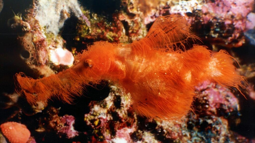 Una nueva especie de pez peludo nada en la Gran Barrera de Coral