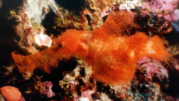 Una nueva especie de pez peludo nada en la Gran Barrera de Coral