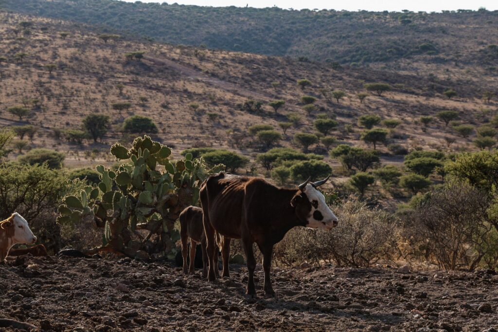 ‘El Niño’ impactará producción de alimentos en México