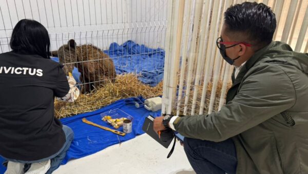 Muere la osa “Mina”