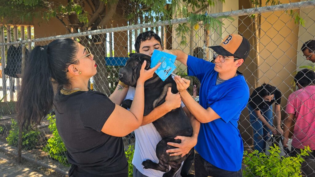 Promueve Itson prevención de la rabia con campaña gratuita