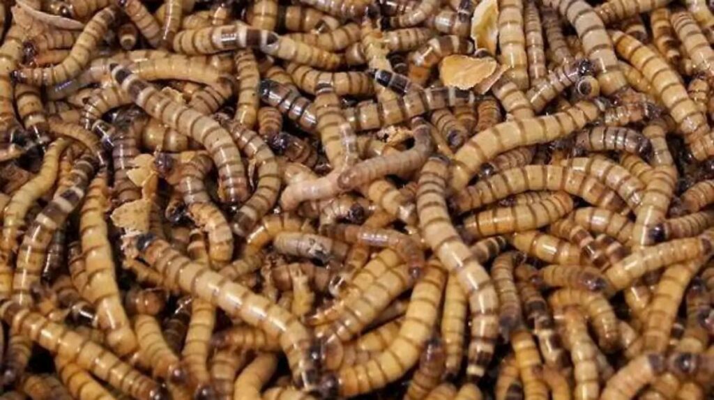 Puebla lidera casos de gusano barrenador