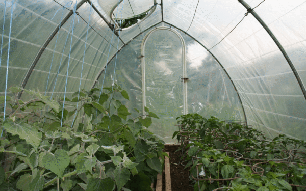 Qué plantas crecen mejor dentro de un invernadero