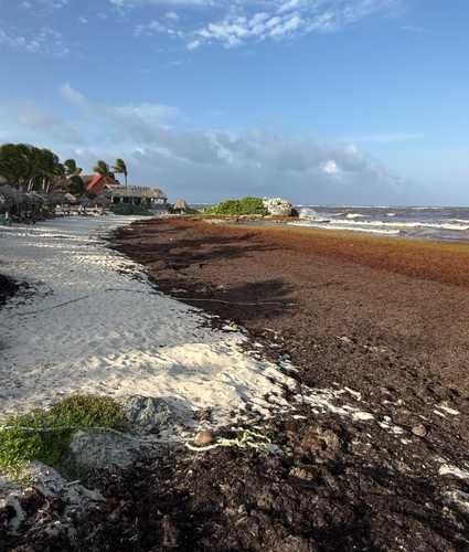 Solicitan declarar emergencia ambiental por sargazo en Tulum