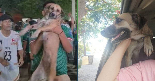 Sujeto encuentra a su perrita perdida porque la vio en los “festejos” de la Selección