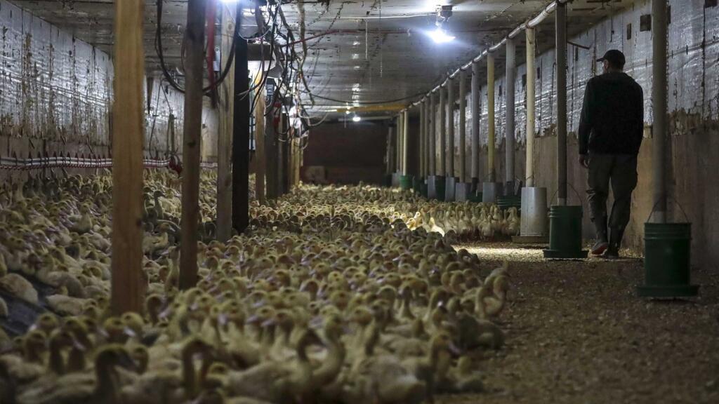 Brasil prohíbe producción y venta de foie gras al sancionar una ley contra la alimentación forzada - Ilustración 1