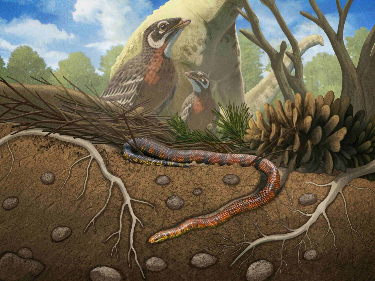 Descubren una nueva especie de serpiente primitiva subterránea - Ilustración 1