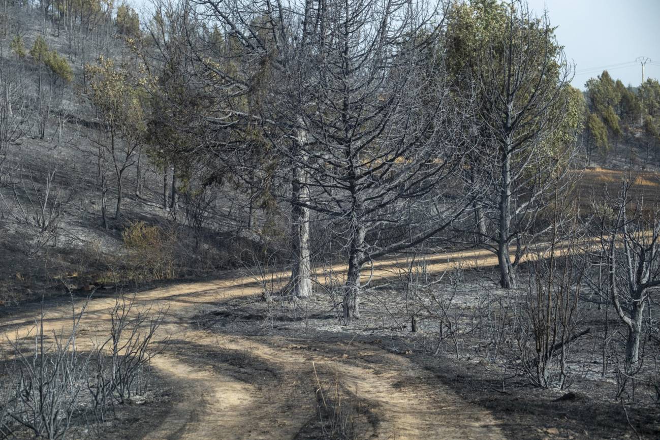 España se convierte en el país de la UE con más superficie forestal quemada - Ilustración 1