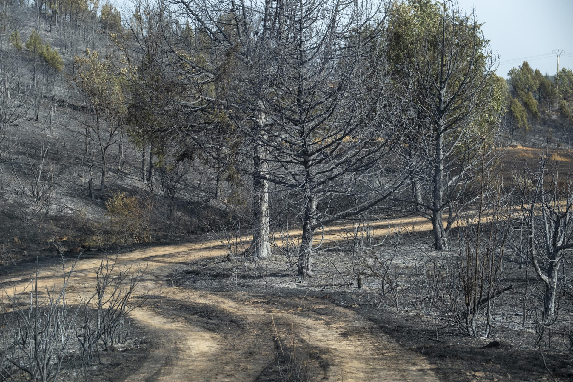 El Gobierno declara la emergencia nacional en Madrid y Ávila por los incendios forestales - Ilustración 2