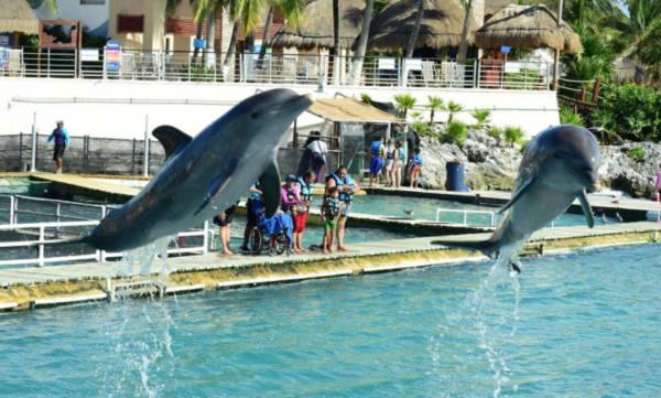 SCJN analiza prohibición de espectáculos marinos