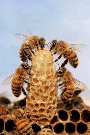 Una abeja reina no solo necesita alimentarse bien, sino una habitación muy especial y una "corte" real